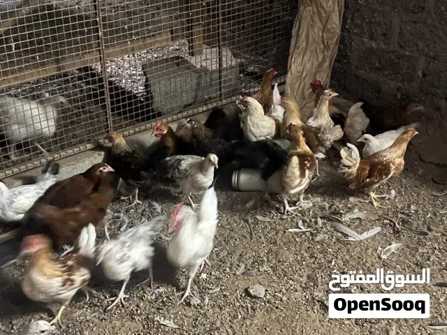 للبيع دجاج فرنسي وحبحب عماني