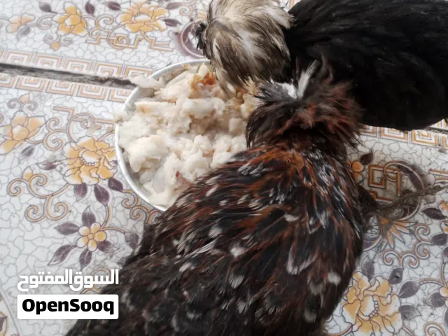 دجاج بولوني للبيع بصحه جيده ابو الخصيب حمدان