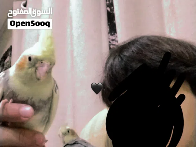 للبيع كوكتيلات اليفين جداااا جدااا هدد داخلي و يمكن خارجي