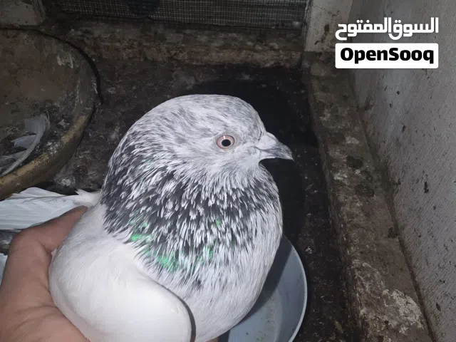 للبيع حمام باكستاني