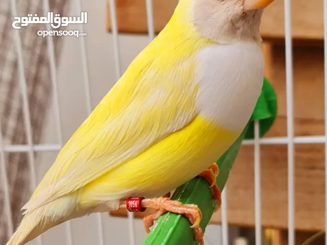 جوالدين فينش ريد هيد و يلو هيد