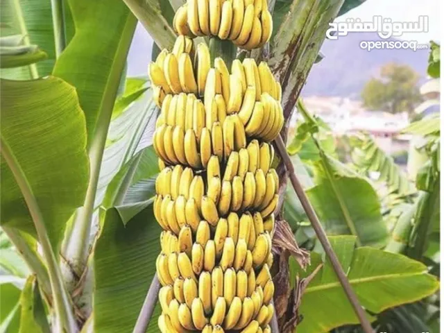 شتلات موز للزراعة وشتلات نخيل واشنطن زينة وشتلات نعناع حبق سعودي وورق غار وجذوع موز غبار