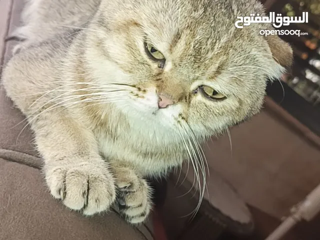 قط ذكر سكوتش فولد جولدن بيور للبيع 35