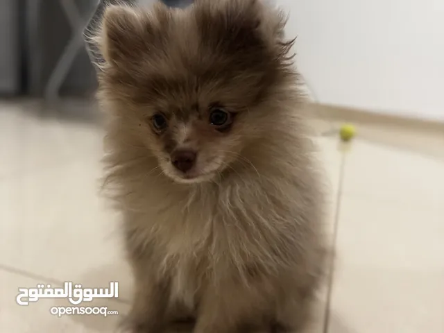 كلب بومرينيان صغير