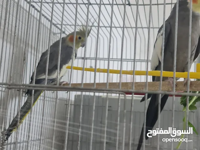 جوز كوكتيل حبشي