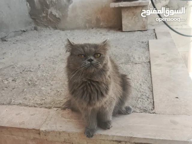 قط شيرازي  ذكر