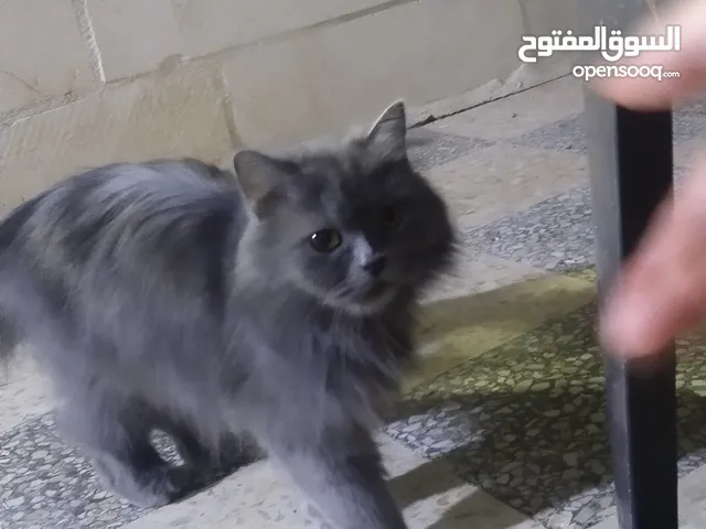 قطط هيمالايا