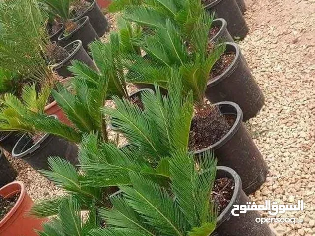 شجر اللوزيات والحمضيات