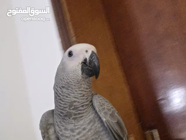 ببغاء كاسكو محلي سوبر جامبو