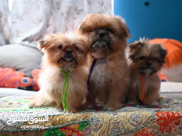 Shiranian Puppies For Sale in Dubai