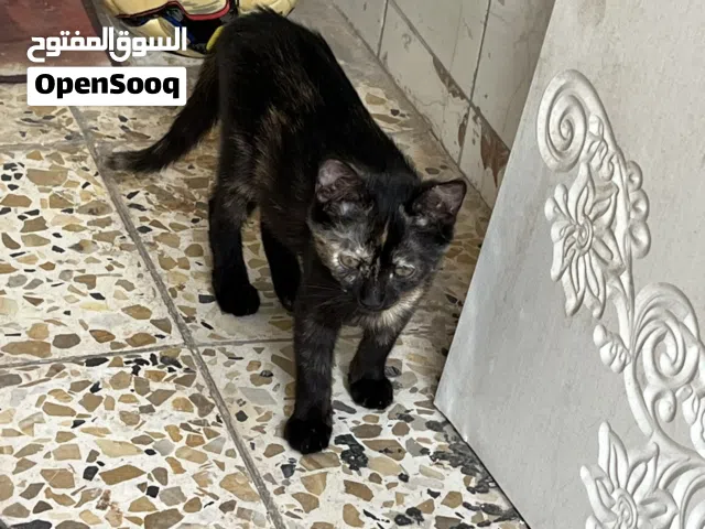 بزونه شيرازي