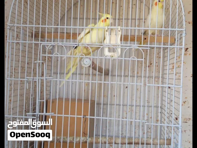 طيور كوكتيل للبيع