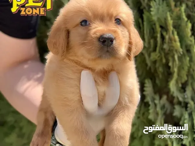 جراء مميزه من الجولدن ريتريفر