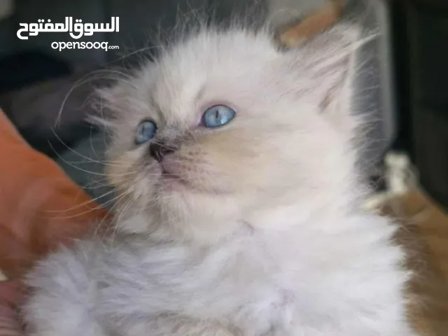قطط راغدول بيور