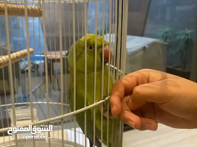 ببغاء اخضر يتكلم