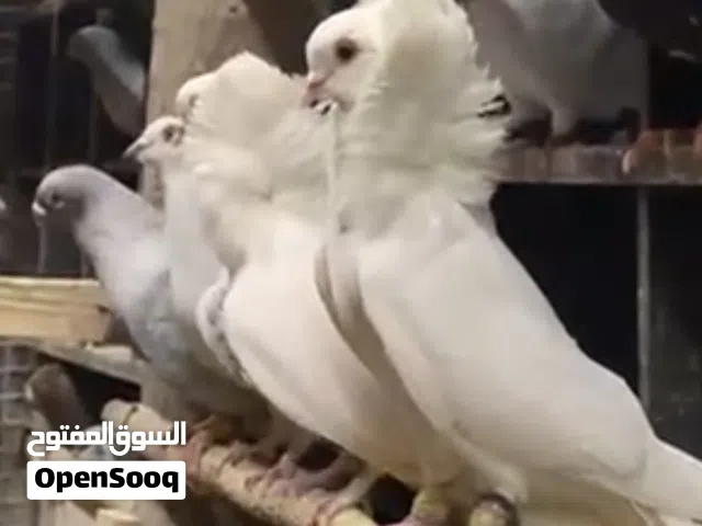 جوز مسكيات وجوز نمساويات