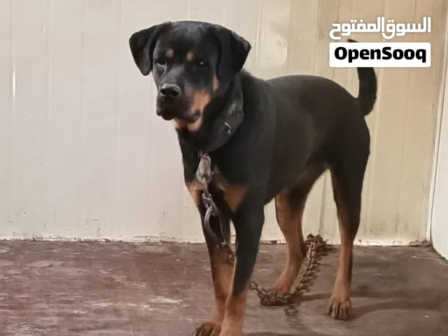 انثى روت وايلر امريكي