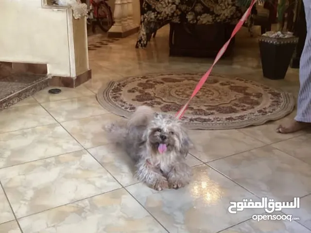 كلب تشيزو للبيع عمر 8 شهور مع جود تفاوض للجادين