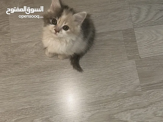 قطة بعمر شهرين