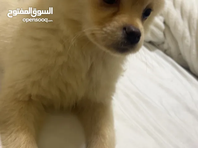 كلب شيواوا ذكر العمر شهران الصحة ممتازة