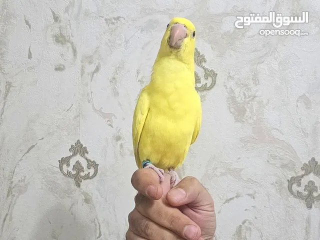 ببغاء درة دره لاتينو فرخ