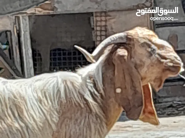 جدي للبيع بسعر 180 دينار