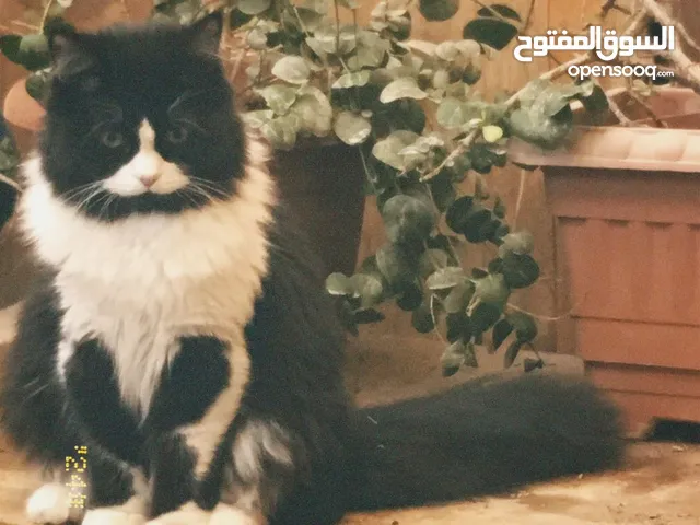 قطط للبيع العمر من 3 اشهر الى سنتين، نوعهم شيرازي