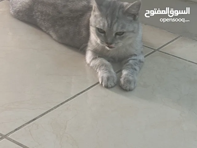 قطط بريتش غاية فالجمال