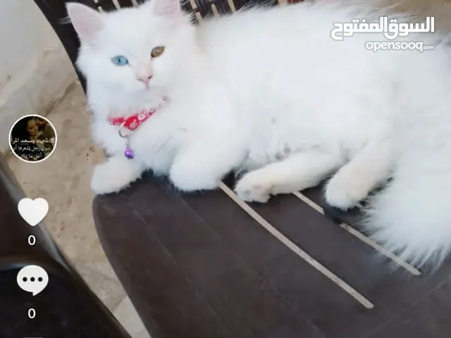 للبيع قطه شيرازي تركيه عيون ملونه كل عين شكل عمرها 8 اشهر خلفت قبل شهر جابت قطه بلصلاه على النبي