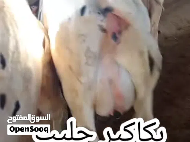 بكاكير حليب