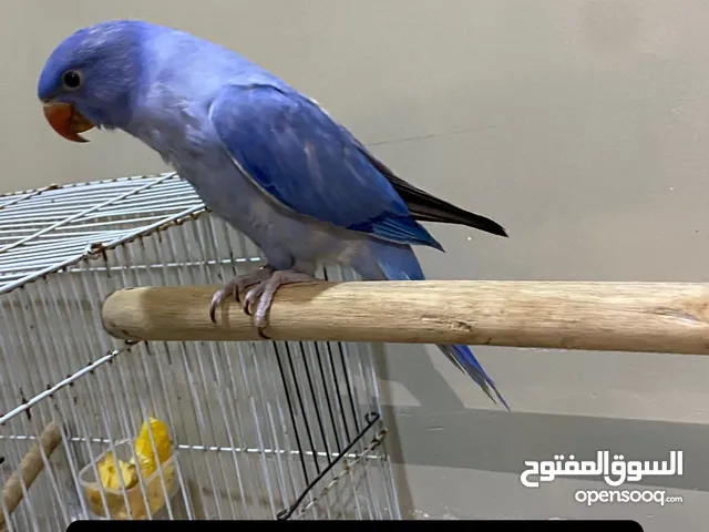 متو للبيع الوان مميزه