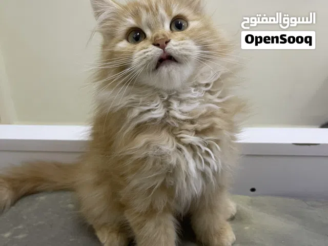 Turkish Angora Kitten (Orange, Vaccinated) Siberian Kitten ( White, Vet Checked)