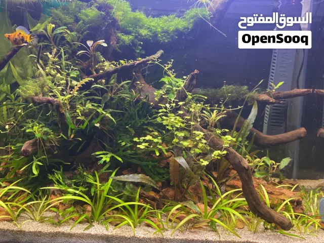 FULLY SETUP AQUARIUM