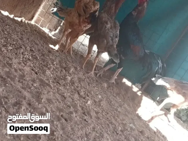 دجاج باكستاني للبيع
