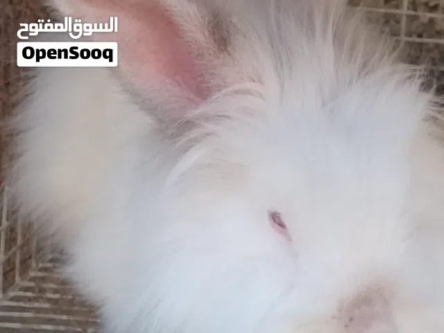ارانب اسديات للبيع