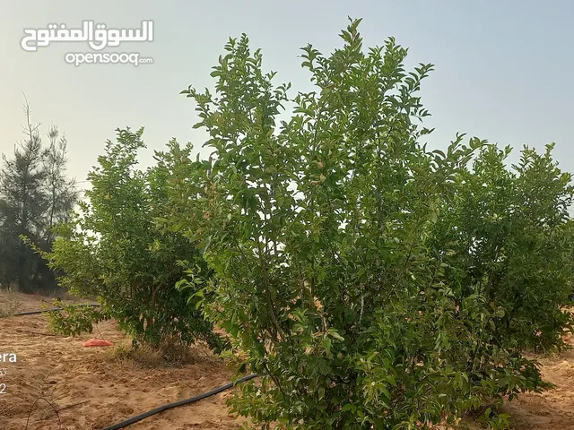 Farm Land for Sale in Tripoli Gasr Garabulli