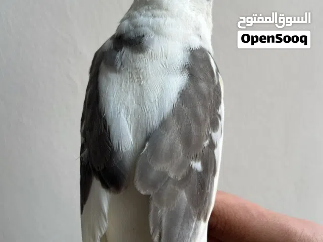 للبيع كروان طفره نادره ( كوكتيل هافي بايد نادر ) فل ربوه واجتماعي ولعوب والحجم سوبر جامبو .......