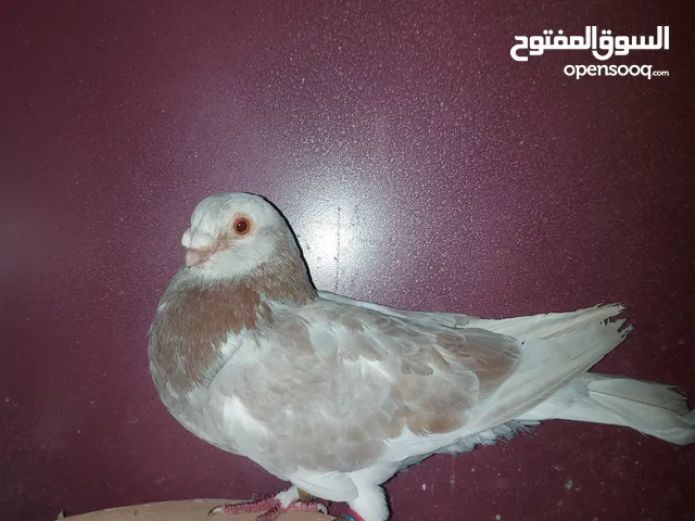 فحل و فرخ ...