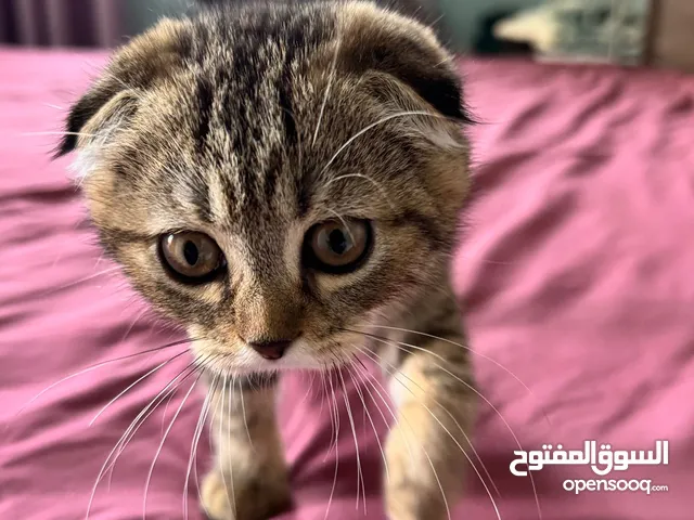 Adorable Kittens Available for Adoption!