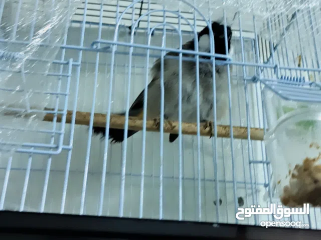 بلبل ولا غلطه