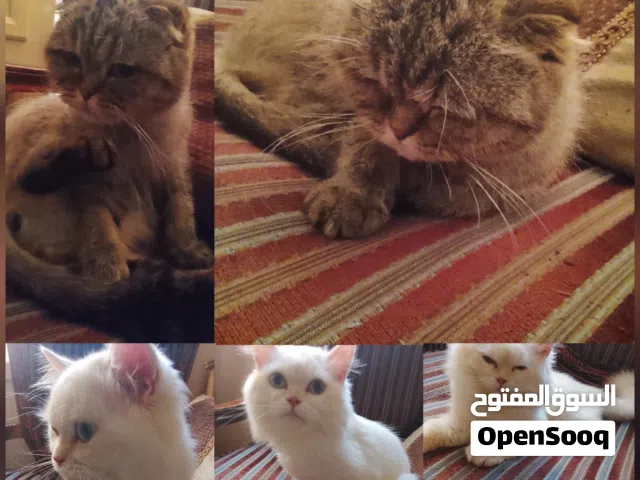 for adoption scotich fold and orange Himalayan- للتبني سكوتش فولد و هملايا برتقالي