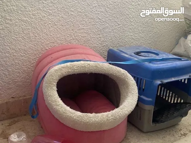 أشياء قطط جديده