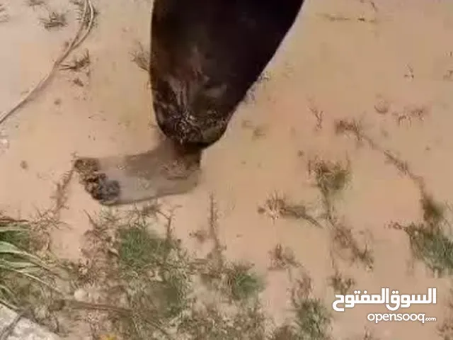 اسطي مجاري