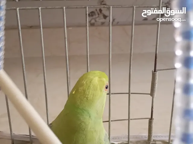 ببغاء درة للبيع