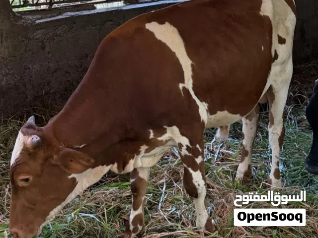 ثور ظفاري للبيع
