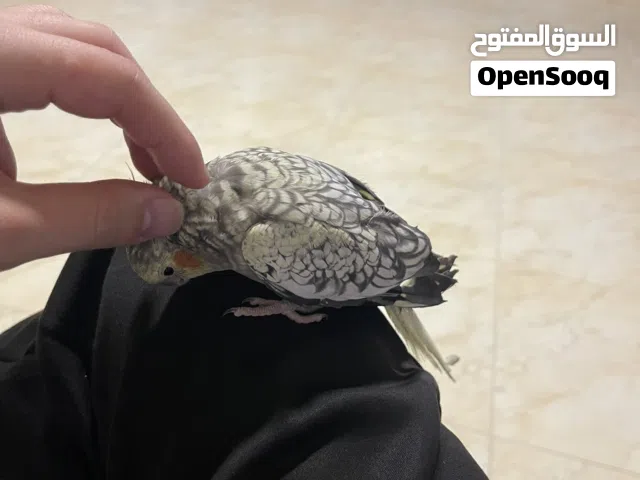 ذكر كوكتيل ذكي جدا للبيع بسعر مغري