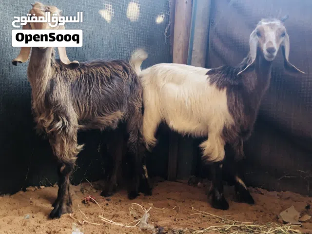 2عنياق البيع