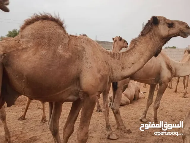 جمال ضحايا ميزان الله يبارك