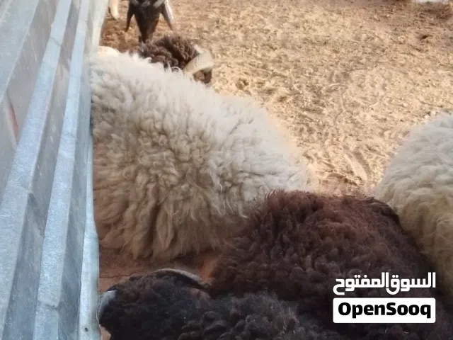 اغنام اضاحي