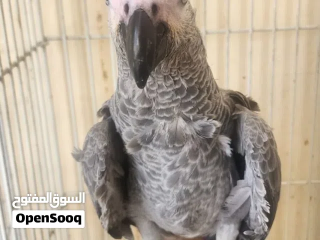 African frey kasko 8 months healthy & active